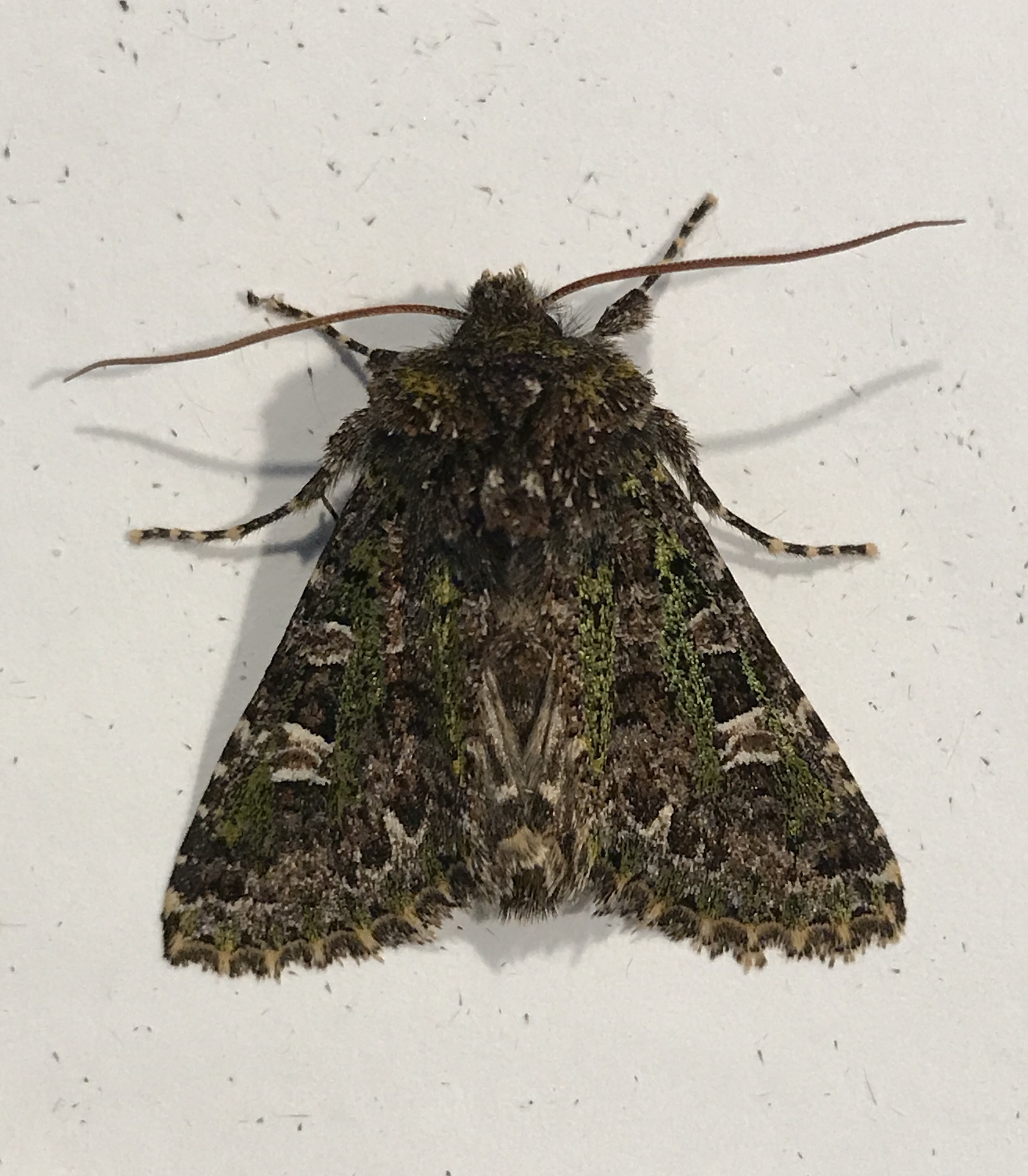 Welke nachtvlinder ?